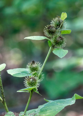 Burdock