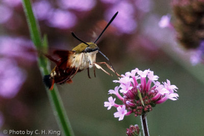 Hummingbird Moth