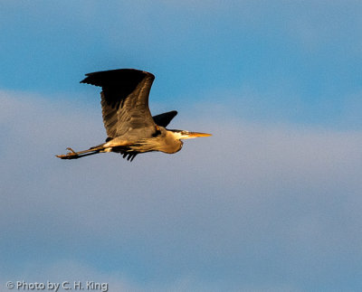 Great Blue Heron