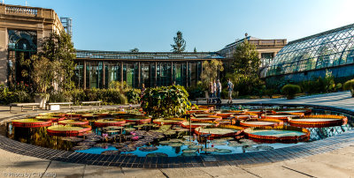 Water Lily Garden