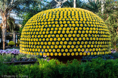 Thousand Bloom Chrysanthemum