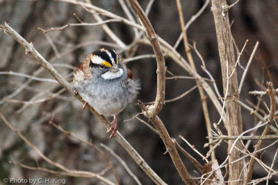 White-throated Sparrow