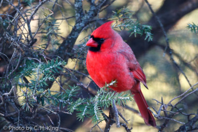 Northern Cardinal - male