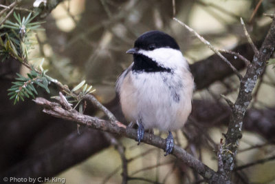 Black-capped Chickadee