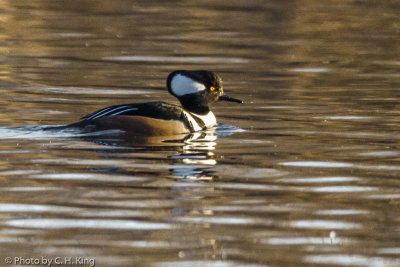 Hooded Merganser - Male