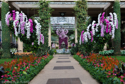 Longwood Orangery Center Walk - Orchid Extravaganza 