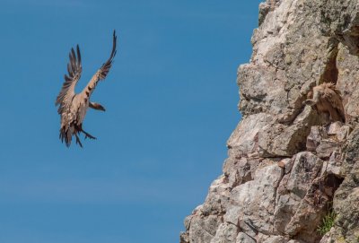 Vale gier landt op het nest 
