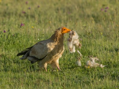 Egyptian Vulture