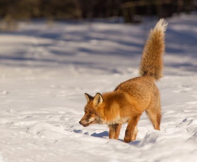 Fox