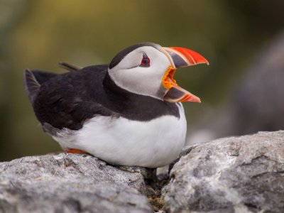 Puffin