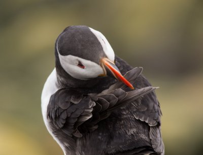 Puffin
