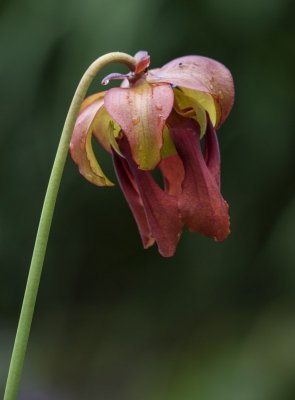 Flower of Sarracenia