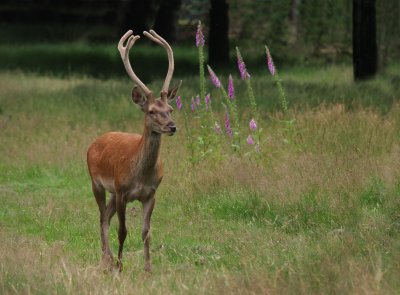 Young male deer