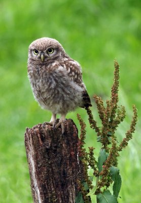 Juvenile little owl 2