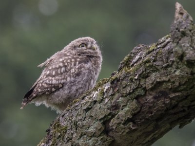 Littel owl, juvenile
