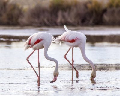 2 Flamingo's