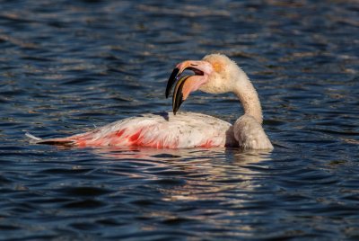 Swimming flamingo