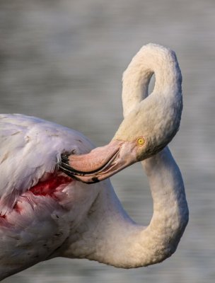 Poetsende flamingo