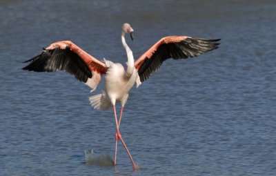 Camarque gelande flamingo