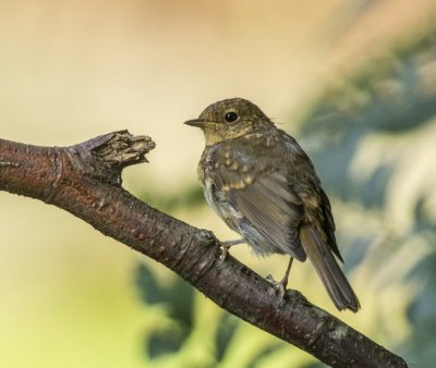 Greenfinch