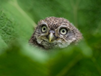 Juvenile little owl behind a big leaf