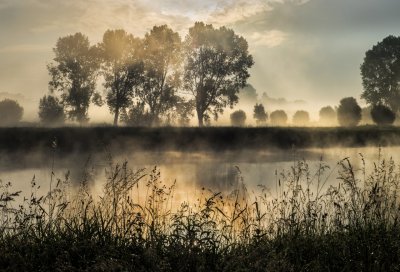 IJssel Wilp