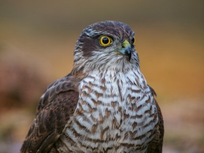 Sparrowhawk