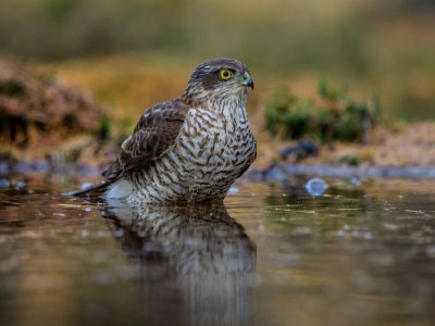 Sperwer in het water