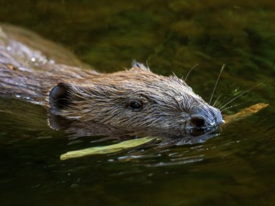 Bever Ardennen