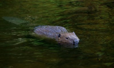 Bever Ardennen 2