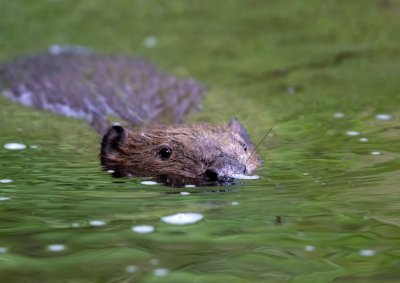  Jonge Bever Ardennen