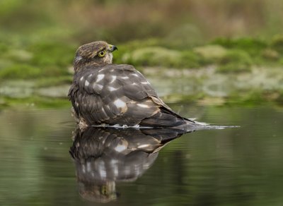 Sperwer badderend 