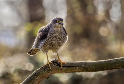 Sperwer in mijn tuin