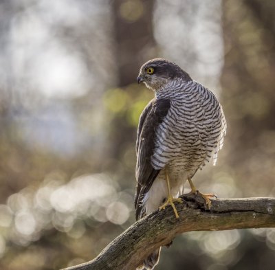 Sperwer in mijn tuin 2