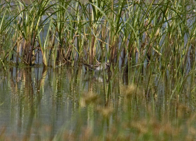 Waders Sandpiper Broad-Billed limicola falcinellus Alikes Wetlands Lesvos 07/05/12