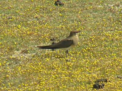 Accepted as a record by the Hellenic Records Committee in 2013.
Rare Lesvos/Greek migrant.
From Birdlife Int:
Identification
23-26 cm. A large pratincole. Grey-brown neck, upper breast, and most of upperparts, with darker primaries and secondaries. Rump, uppertail-coverts, and lower breast to vent whitish. Chin coloured cream, encircled by black line. Non-breeding birds less distinctly patterned, and immatures lack clearly defined pattern on chin to breast. Similar spp. Collared Pratincole G. pratincola overlaps in range and is very similar, but has white trailing edge to secondaries and, as does Oriental Pratincole G. maldivarum, chestnut-wing linings. Voice High, harsh, tern-like kik or kirrik calls, sometimes a rolling kikki-kirrik-irrik. 
See here for full description:
http://www.birdlife.org/datazone/speciesfactsheet.php?id=3189