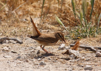 Thrushes Rufous Bush Robin  cercotrichas galactotes  Faneromeni Lesvos 17/05/09