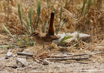 Thrushes Rufous Bush Robin  cercotrichas galactotes  Faneromeni Lesvos 17/05/09