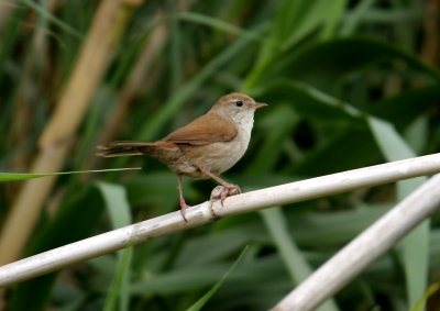 Warbler Cetti's Warbler Cettia cetti Faneromeni Lesvos 19/05/09