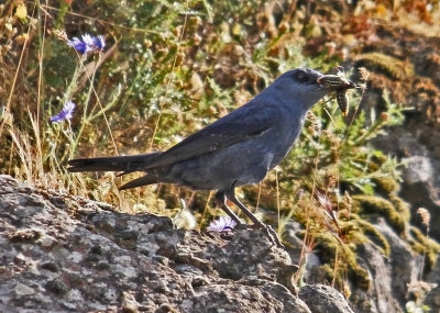 Thrushes Blue Rock Thrush Monticola solitarius Petri Lesvos 04/05/13