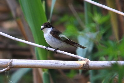 Flycatcher Pied Flycatcher Ficedula hypoleuca Faneromeni Lesvos 06/05/10