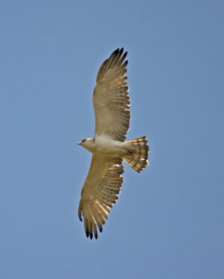 Raptors Eagle Short- toed Snake Eagle circaetus gallicus  Tsikanias River Lesvos 10/05/12