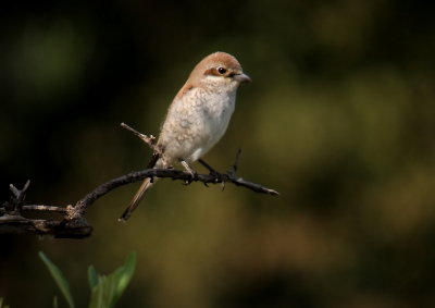 Shrike Red Backed shrike fem  Andissa 09/05/10