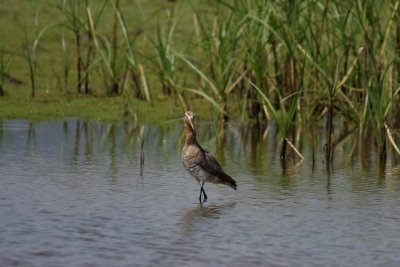Waders Godwit Black-tailed Godwit Limosa limosa Alykes Wetland Skala Kalloni Salt Pans13/05/10