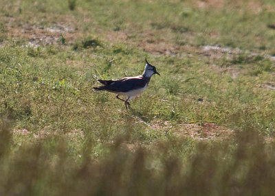 Waders Lapwing Northern Lapwing vanellus vanellus Alykes Wetland Skala Kalloni Salt Pans Lesvos 15/05/12