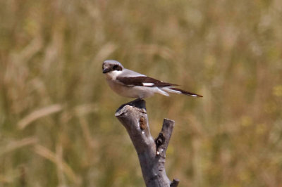 Shrike Lesser Grey Shrike lanius minor b Faneromeni Fields Sigri Lesvos 12/05/12