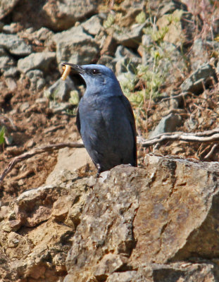 Thrushes Blue Rock Thrush Male monticola solitarius Petri  Lesvos  13/05/12
