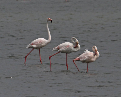 Flamingo Greater Flamingo Phoenicopterus roseus Skala Kalloni Salt Pans 08/05/13