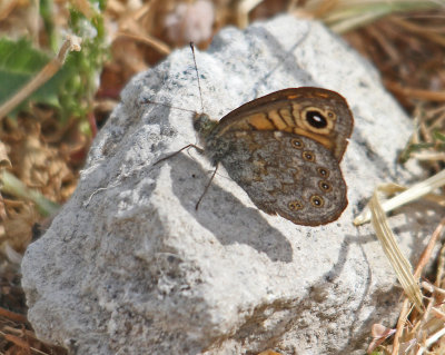 Brown Large Wall Brown - Lasiommata maera Ipsilou 07/05/13