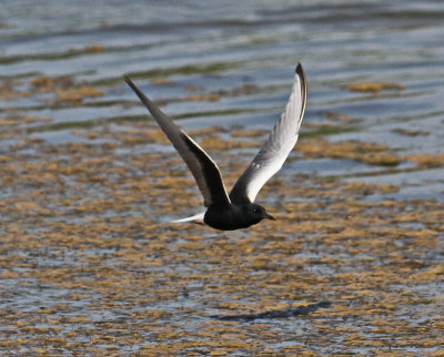 Tern White-winged Black Tern (Chlidonias leucopterus) Skala Kalloni Salt Pans 12/05/13